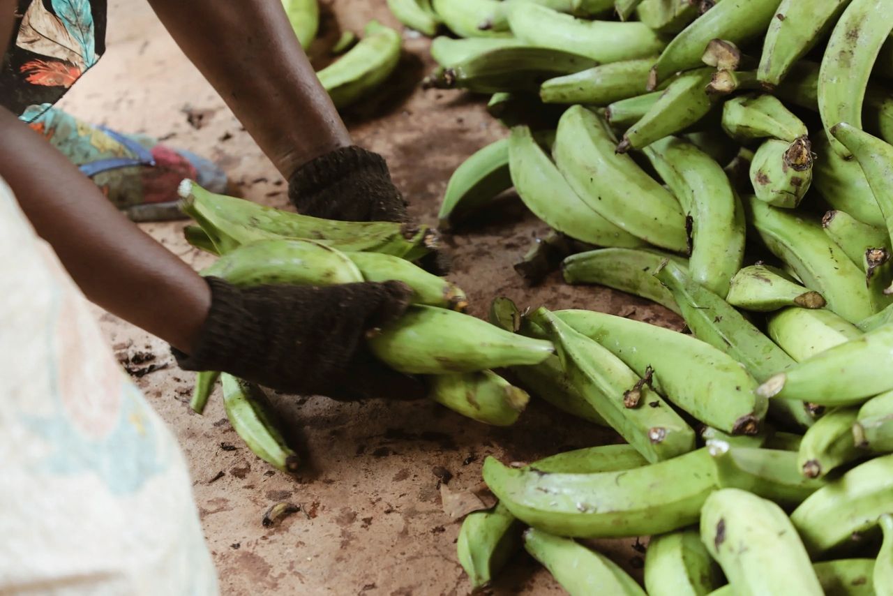 Apulia food systems initiative
