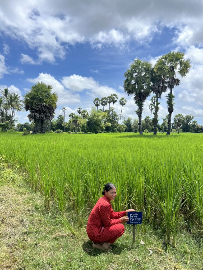 Woman rice seed producer in Cambodia